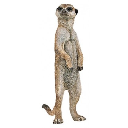 50206 Suricate Debout