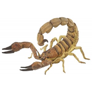 50209 Scorpion