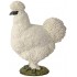 51160 Poule Blanche Picorant