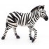 50122 zebre