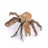 56020 Crabe de Cocotier