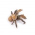 56020 Crabe de Cocotier