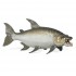 56065 Poisson Tigre Goliath